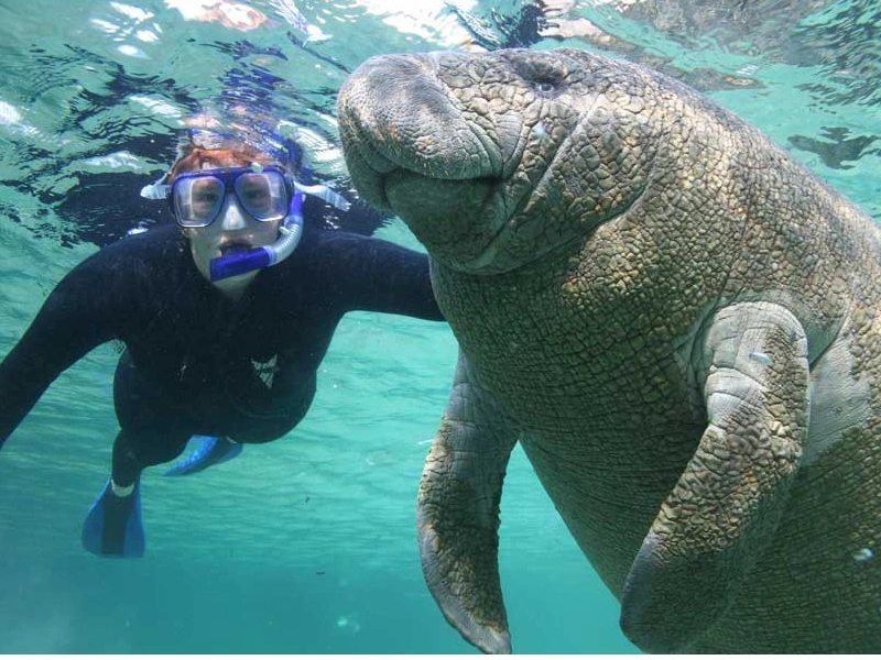 Snorkelaar zwemt naast een lamantijn in helderblauw water.