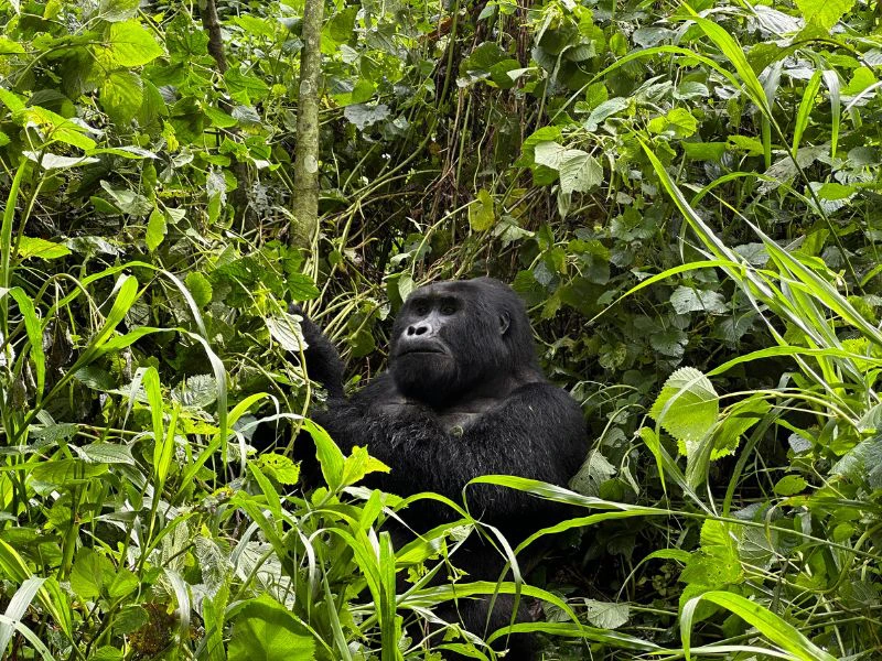Gorilla