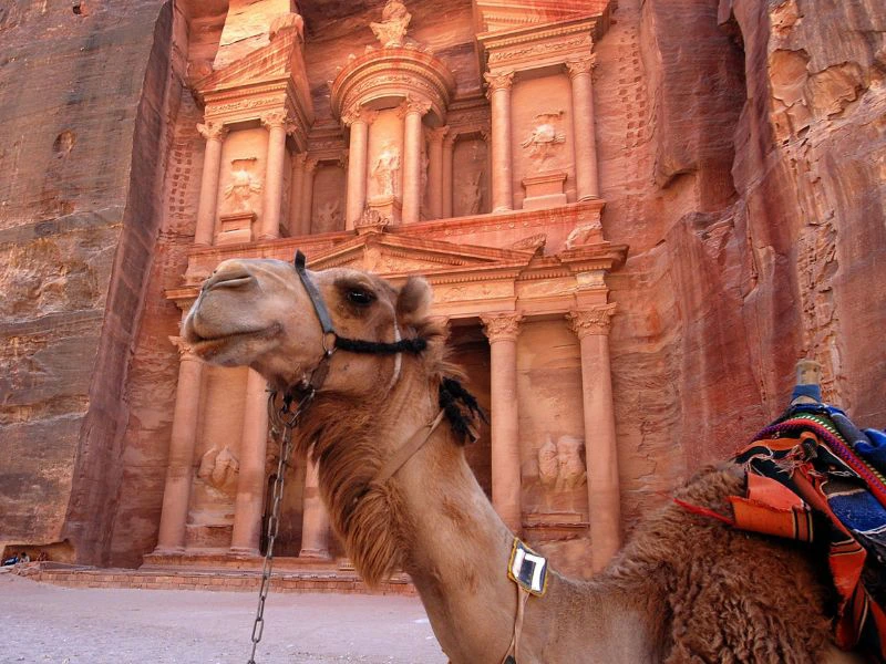 Petra-kameel