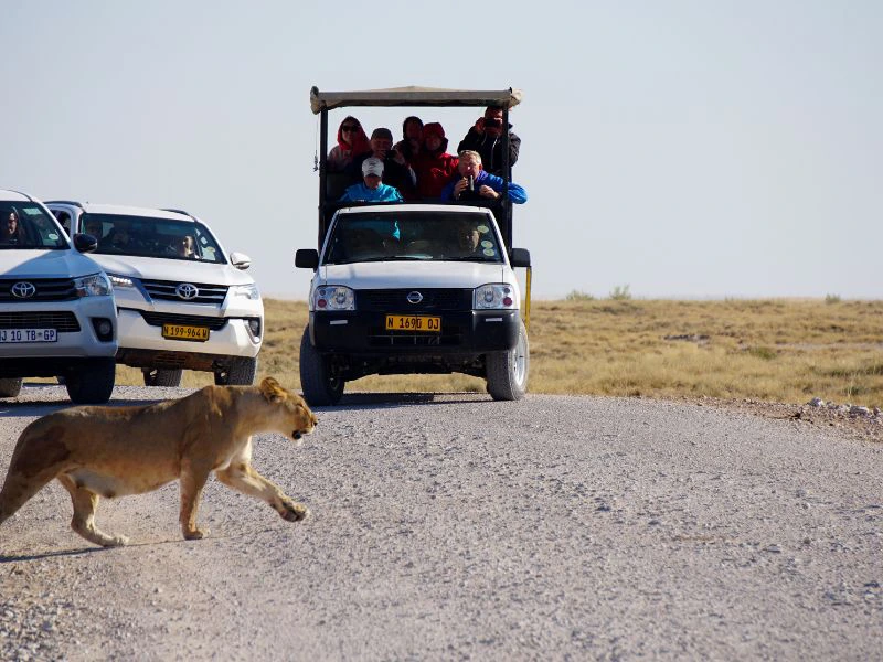 Safari leeuw Namibie