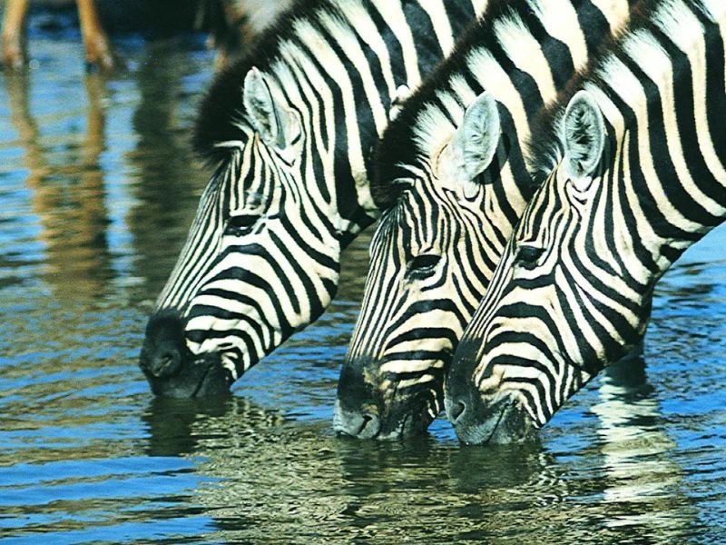 Zebra's