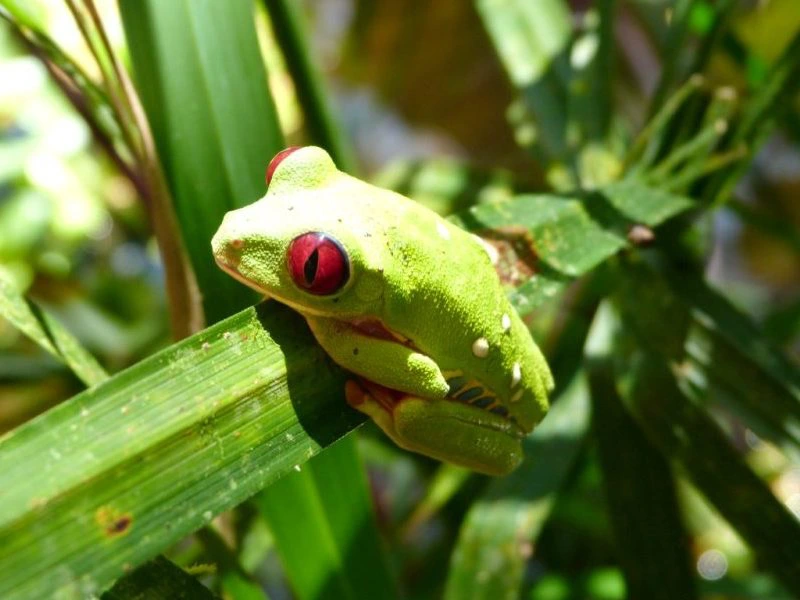 Een felgroene kikker met rode ogen zit op een blad tussen tropische planten