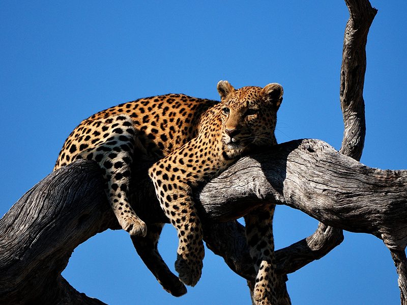 afrika botswana