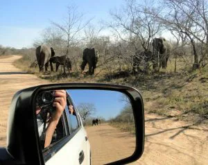 Olifanten langs een zandweg in een natuurgebied, gefotografeerd vanuit een auto met een spiegelbeeld van de fotograaf in de zijspiegel.