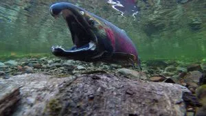 Onderwaterfoto van een zalm met open bek die zwemt boven een stenige rivierbodem.