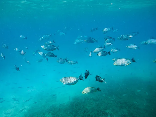 School vissen zwemt in helderblauw zeewater boven een zanderige zeebodem.