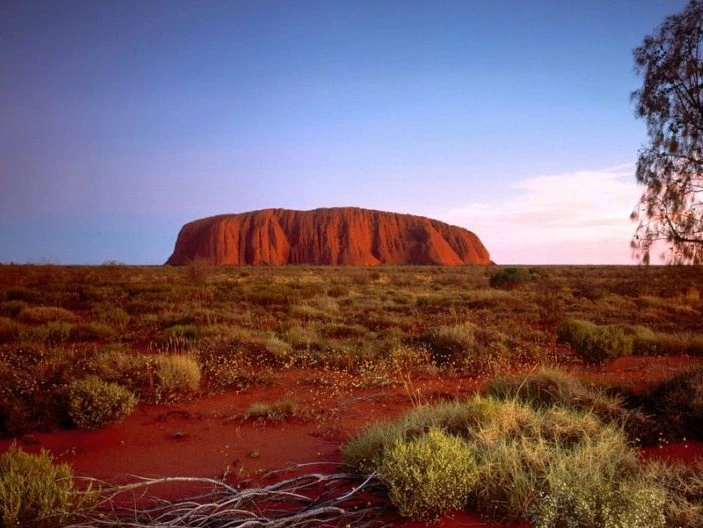 Uluru (Ayers Rock) in Australië steekt roodkleurig boven het vlakke, droge landschap uit bij zonsondergang, met struiken en gras in de voorgrond.