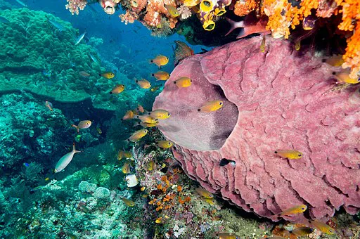 Onderwaterfoto van een koraalrif met een grote paarse spons, kleurrijke koralen en vele kleine tropische vissen die ertussen zwemmen.
