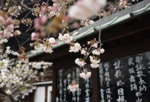 Bloeiende kersenbloesemtakken voor een traditioneel Japans gebouw met kalligrafie op panelen.
