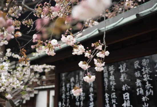 Bloeiende kersenbloesemtakken voor een traditioneel Japans gebouw met kalligrafie op panelen.