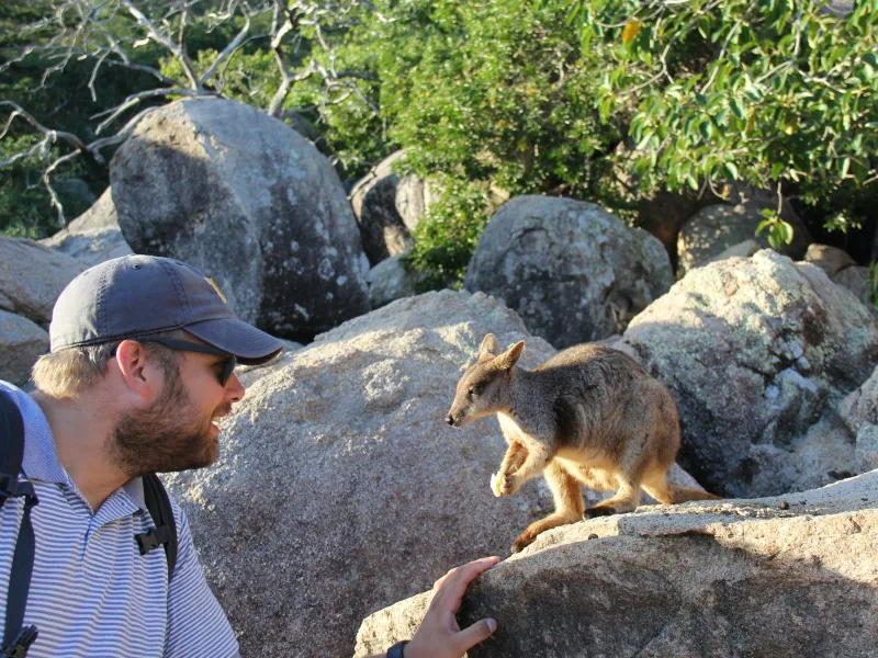 Man kijkt naar een rotswallaby die op een steen zit tussen grote rotsblokken.