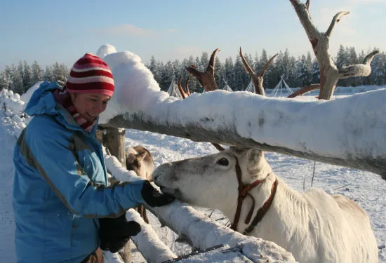 Vrouw in winterkleding voert een rendier bij een houten hek in een besneeuwd landschap met bomen op de achtergrond.