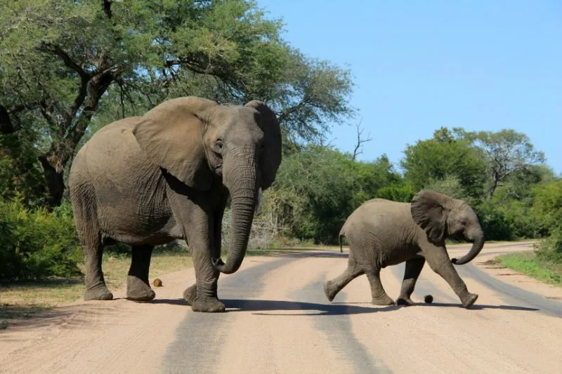 Moederolifant met jong steekt een zandweg over in een groene, bosrijke omgeving.