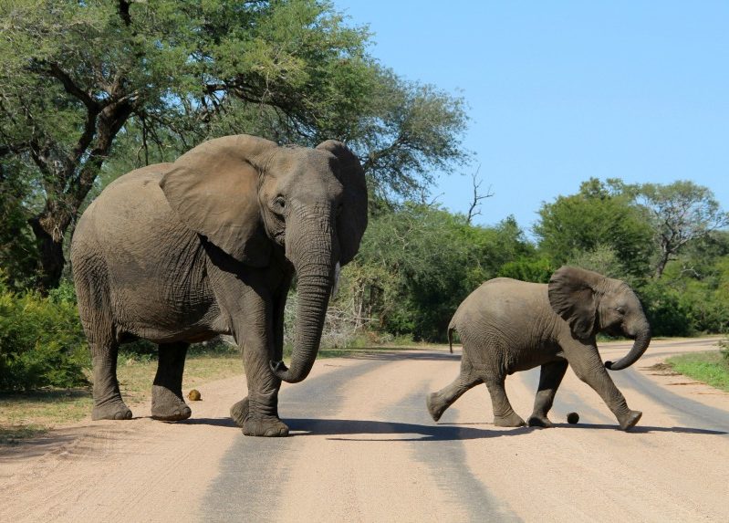 Zuid-Afrika_Safari_Olifanten_Krugerpark2