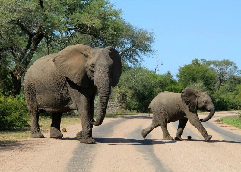 Moederolifant met jong steekt een zandweg over in een groene, bosrijke omgeving.