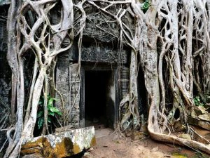 Ingang van een eeuwenoude tempel in Cambodja, grotendeels overwoekerd door dikke boomwortels die langs de stenen muren naar beneden groeien.