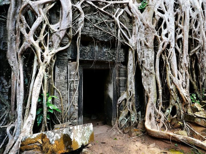 Ingang van een eeuwenoude tempel in Cambodja, grotendeels overwoekerd door dikke boomwortels die langs de stenen muren naar beneden groeien.