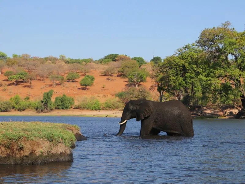 Een olifant loopt door een rivier met op de achtergrond een droog, heuvelachtig landschap en groene bomen.