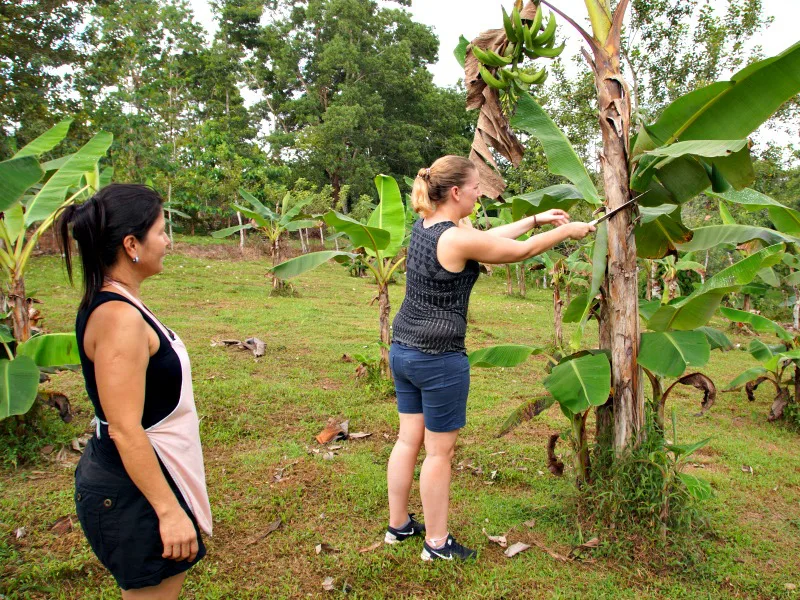 Twee vrouwen op een groene bananenplantage; de een snijdt een tros bananen van een boom terwijl de ander toekijkt.
