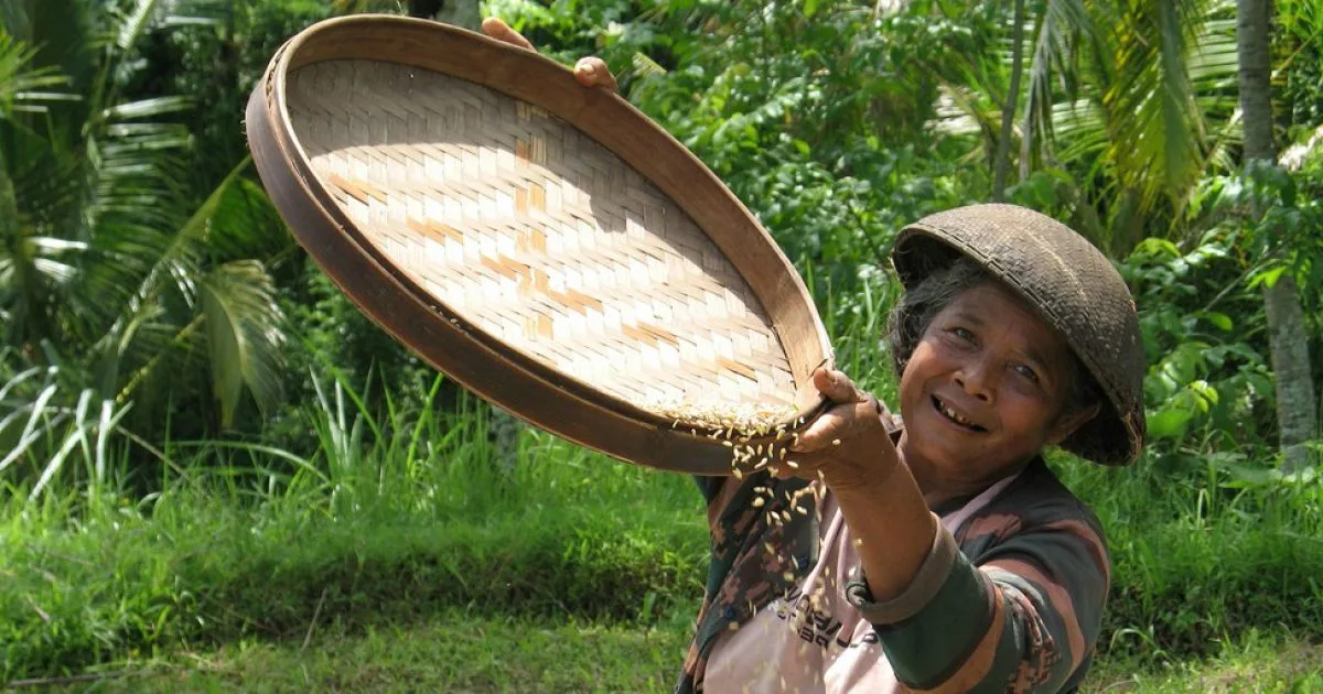 Vrouw in een rijstveld lacht terwijl ze rijst zeeft in een ronde mand, omringd door groen en palmbomen.