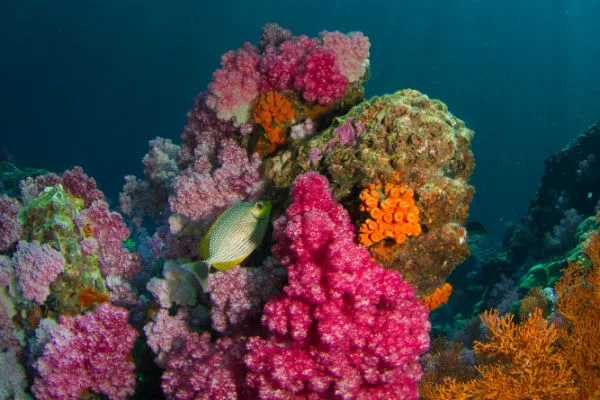 Onderwaterfoto van kleurrijk koraalrif met roze, oranje en paarse koralen en een vis die ertussen zwemt, in helder blauw water.