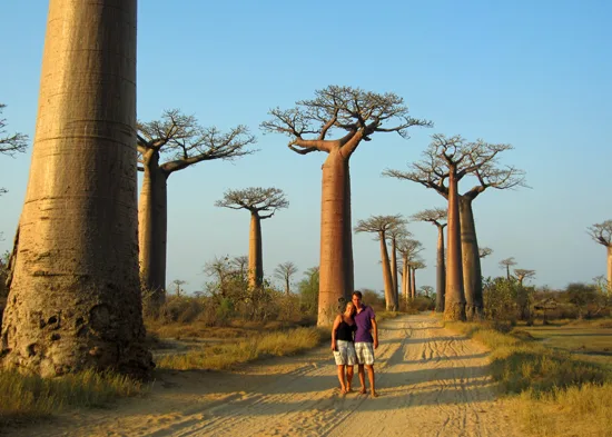 Stel wandelt over een stoffige weg tussen indrukwekkende baobabbomen in het warme avondlicht van Madagaskar.