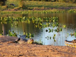 Een kaaiman ligt met open bek op de oever van een meer vol groene waterplanten.