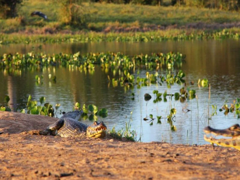 Een kaaiman ligt met open bek op de oever van een meer vol groene waterplanten.