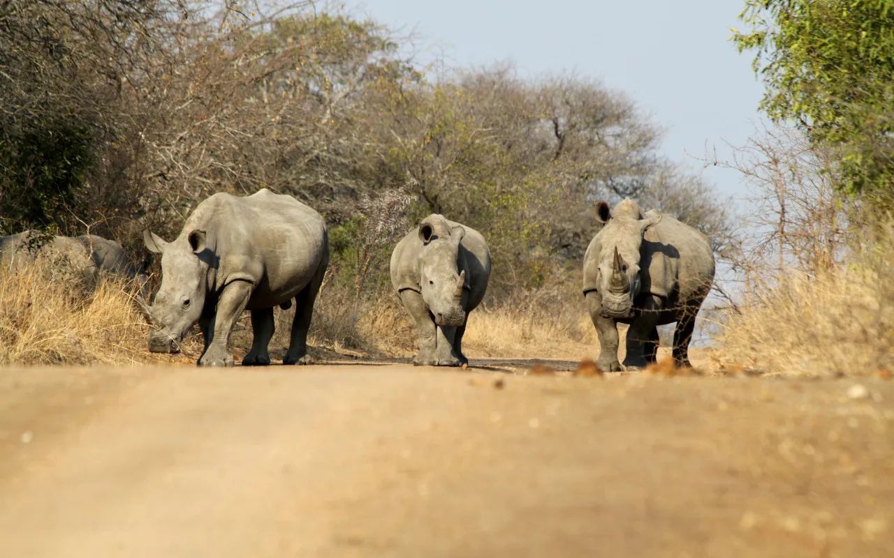 Afrika neushoorn