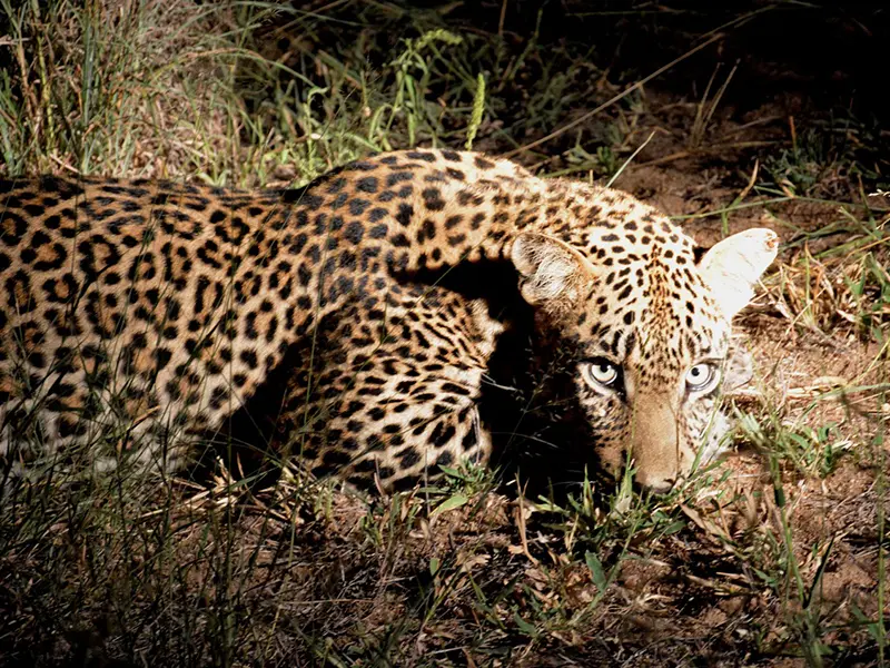 Een luipaard ligt laag tegen de grond in het gras, met felle ogen strak naar voren gericht, deels verlicht in een verder donkere omgeving