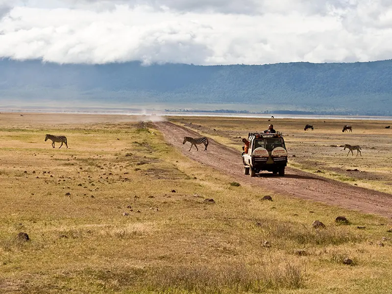 Een safari-jeep rijdt over een zandweg in een uitgestrekt landschap, terwijl zebra’s de weg oversteken en andere dieren grazen op de achtergrond.