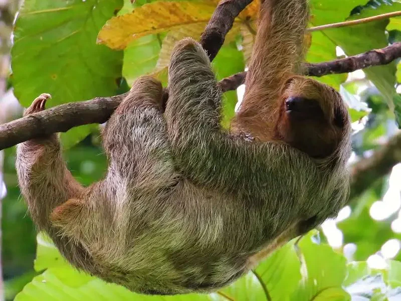 Een luiaard hangt ontspannen aan een boomtak in het tropisch regenwoud, omringd door grote groene bladeren