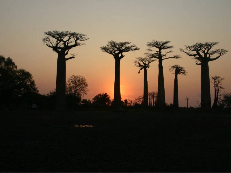 Madagaskar Bomen
