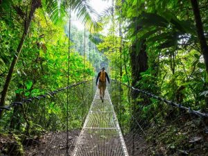 Reiziger loopt over een hangbrug midden in het groene regenwoud, omringd door tropische planten.