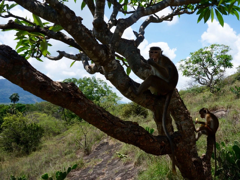 Twee apen zitten in een boom op een zonnige heuvelachtige savanne met verspreid groen en blauwe lucht op de achtergrond.