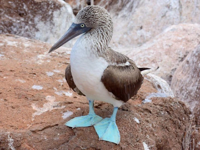 Een blauwvoetgent staat op een rotsachtige ondergrond, met zijn kenmerkende felblauwe poten duidelijk zichtbaar tegen het bruine gesteente.