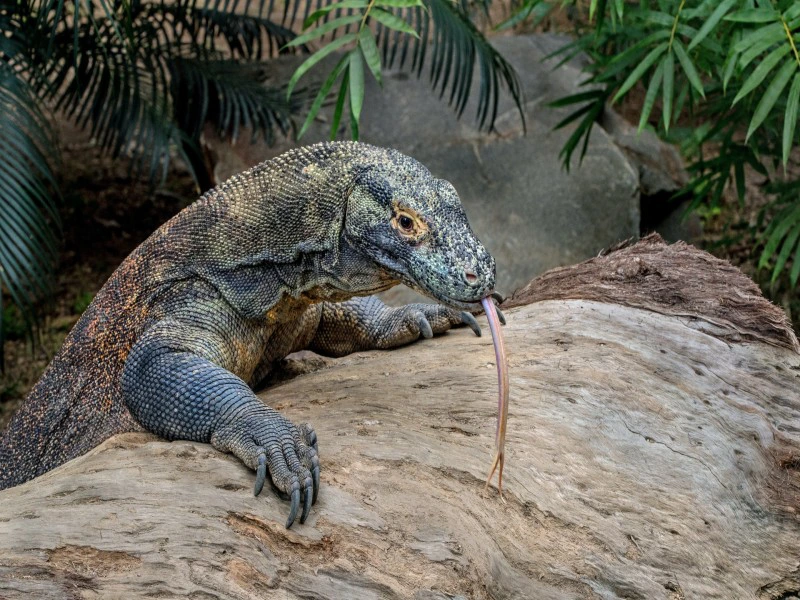 Een komodovaraan met gespleten tong ligt op een grote boomstam, omringd door tropische planten.