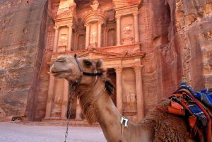 Kameel Petra, Jordanie