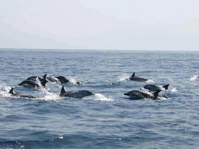 outdoor watersport dolfijnen spotten Spanje