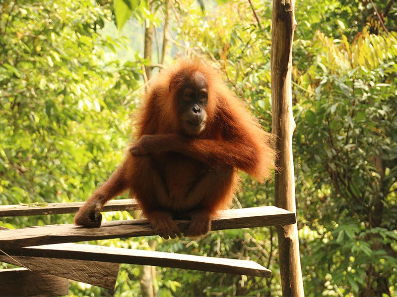Orang-oetan zit rustig op een houten platform midden in het groene regenwoud.