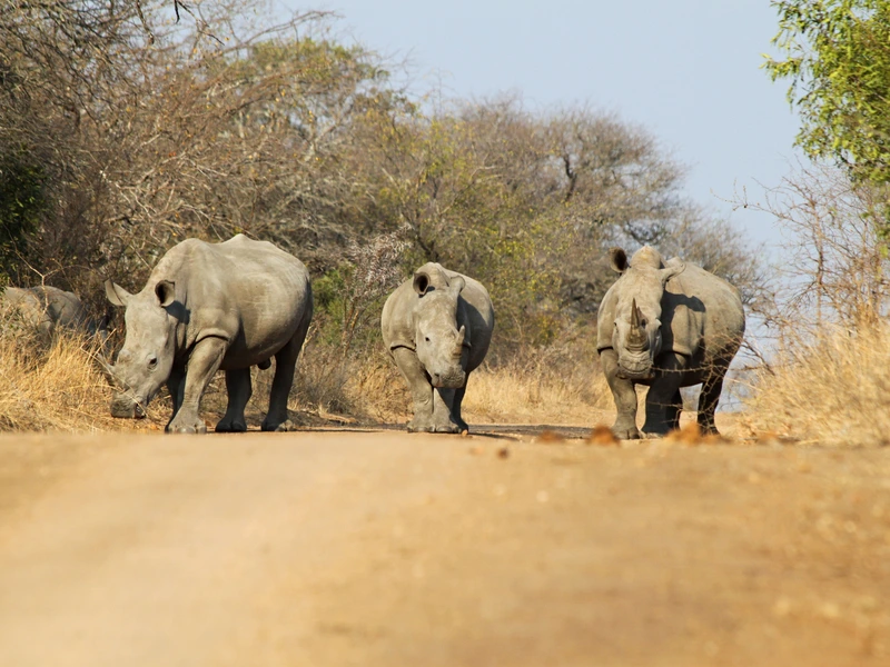 Drie neushoorns lopen over een zandweg in een droog, bosrijk natuurgebied.