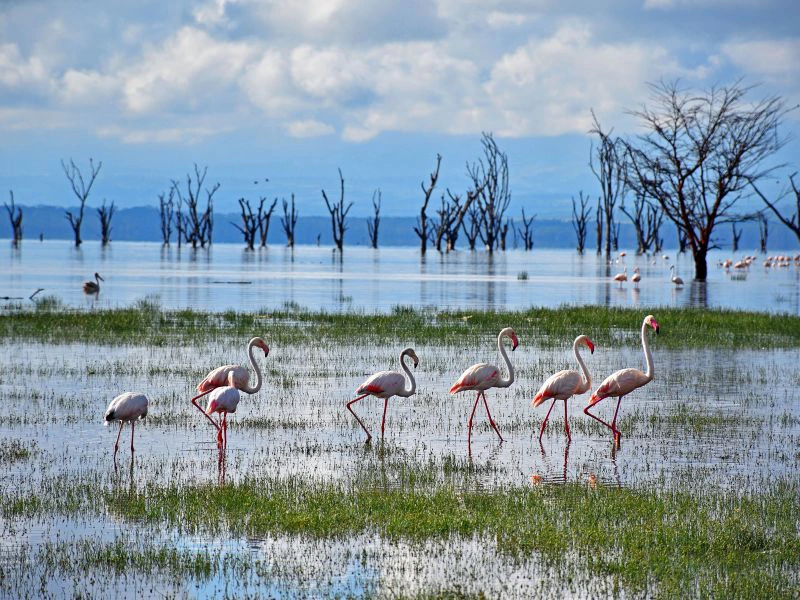 Een groep flamingo’s loopt door een ondiepe, spiegelende watervlakte met kale bomen op de achtergrond en bergen in de verte.