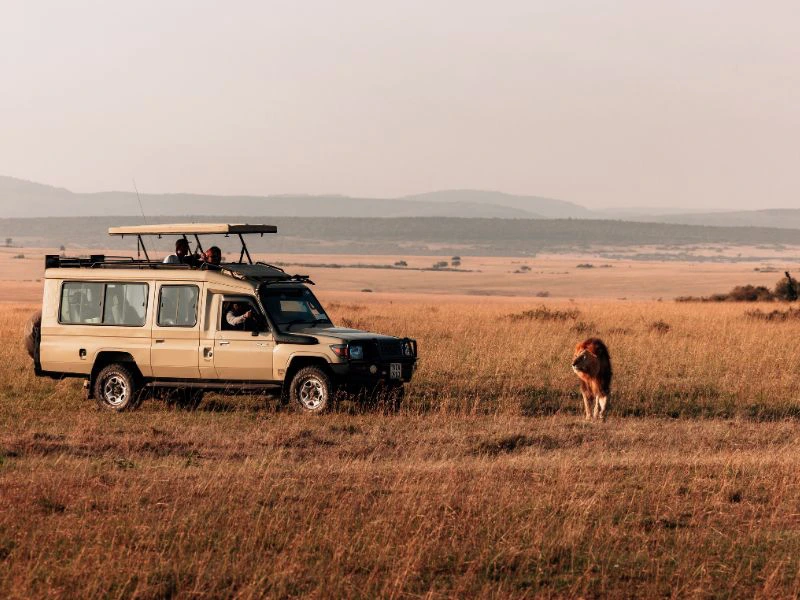 Leeuw op de Serengeti