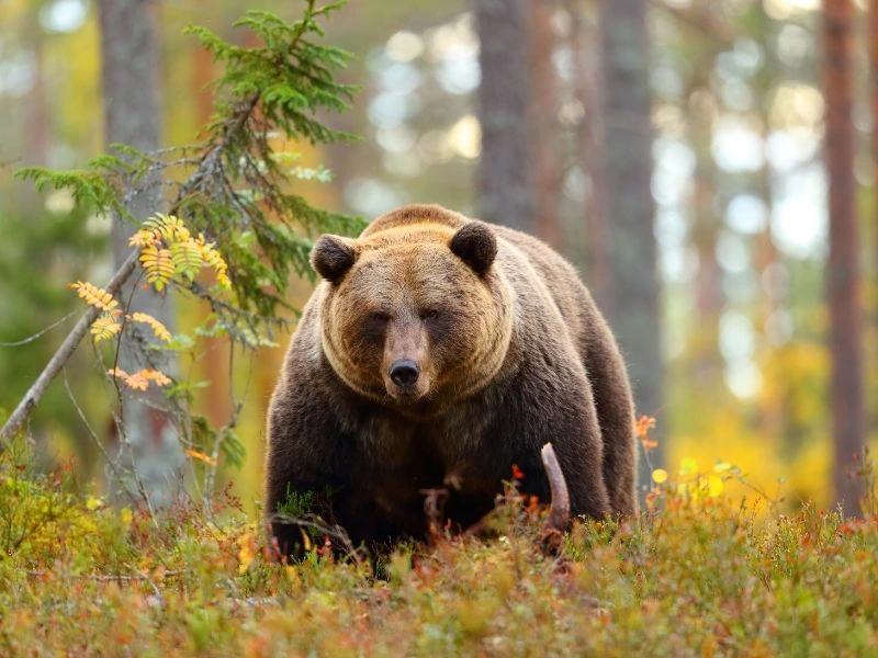 bruine beer in Canada