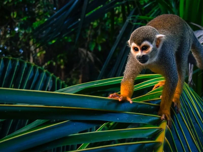 Aapje suriname latijns amerika