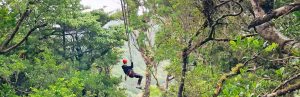 costa rica tokkelen bomen