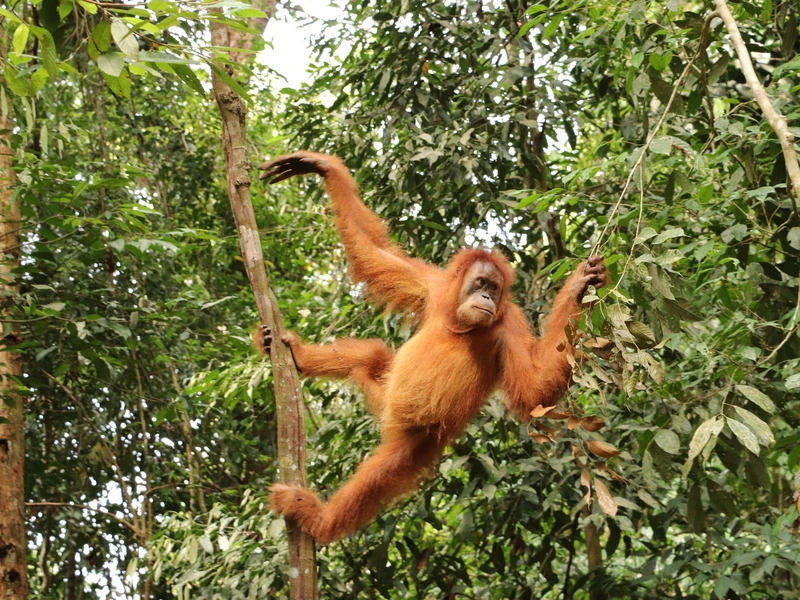sumatra indonesie oerang oetan