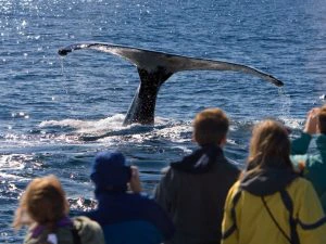 walvis ijsland spotten boot