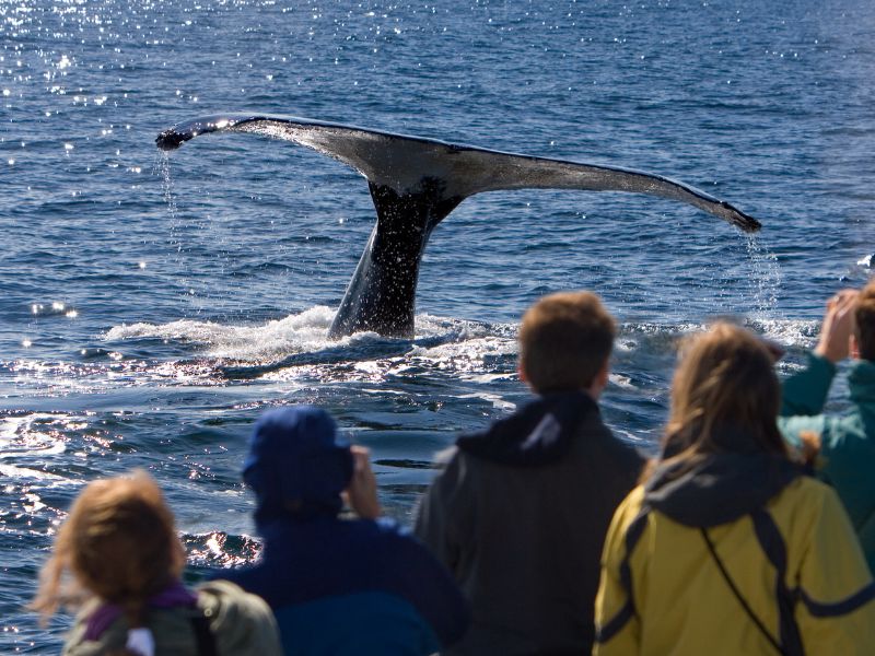 walvis ijsland spotten boot
