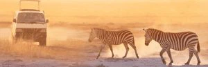 Twee zebra’s steken een stoffige savanne over in het warme avondlicht, terwijl een safari-jeep op de achtergrond toekijkt in Tanzania.
